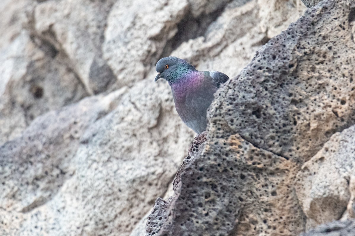 Rock Pigeon (Feral Pigeon) - ML550353851