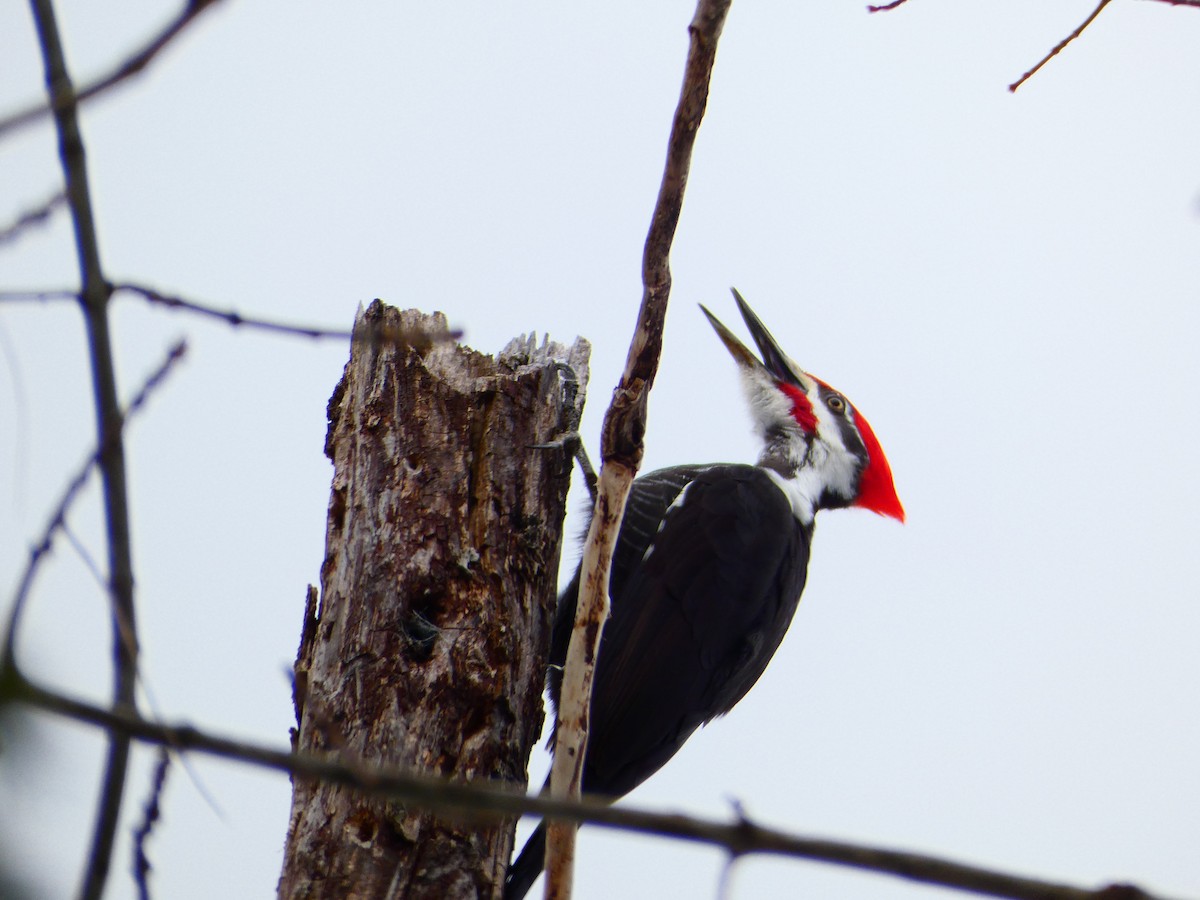 Pileated Woodpecker - Spencer D