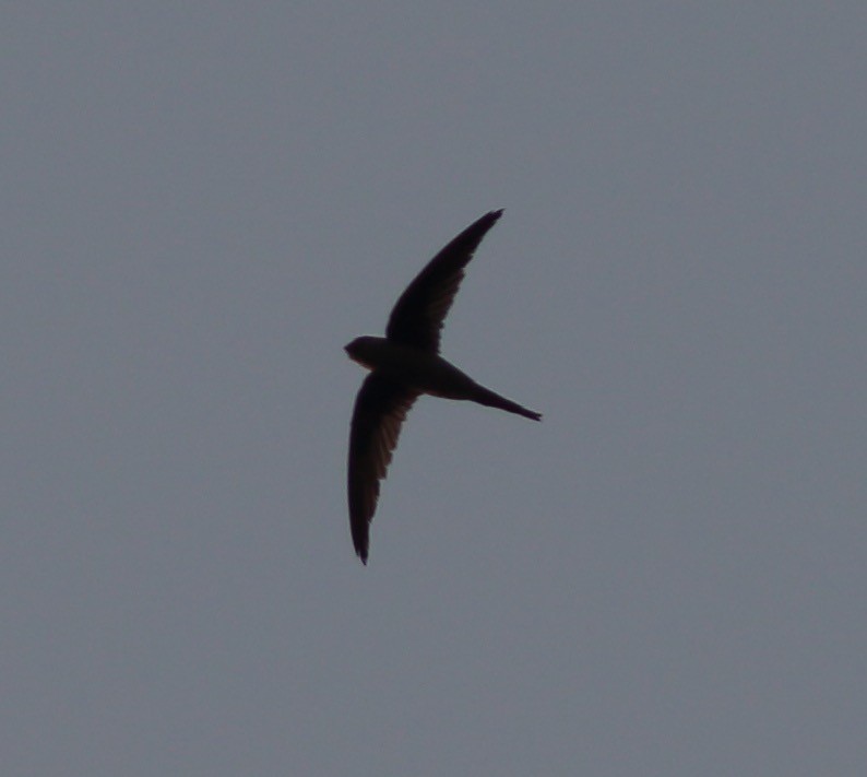 Asian Palm Swift - Mohit Aggarwal