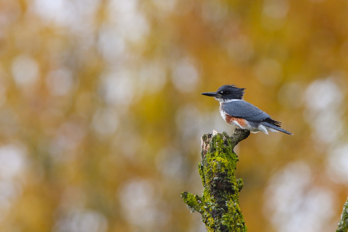 Belted Kingfisher - ML550356421