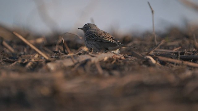 Water Pipit - ML550357341