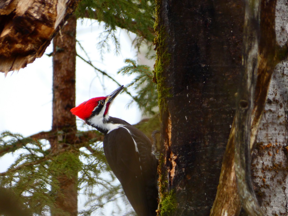 Pileated Woodpecker - ML550357861