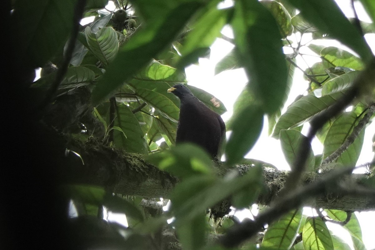 Pigeon de Sao Tomé - ML550362641
