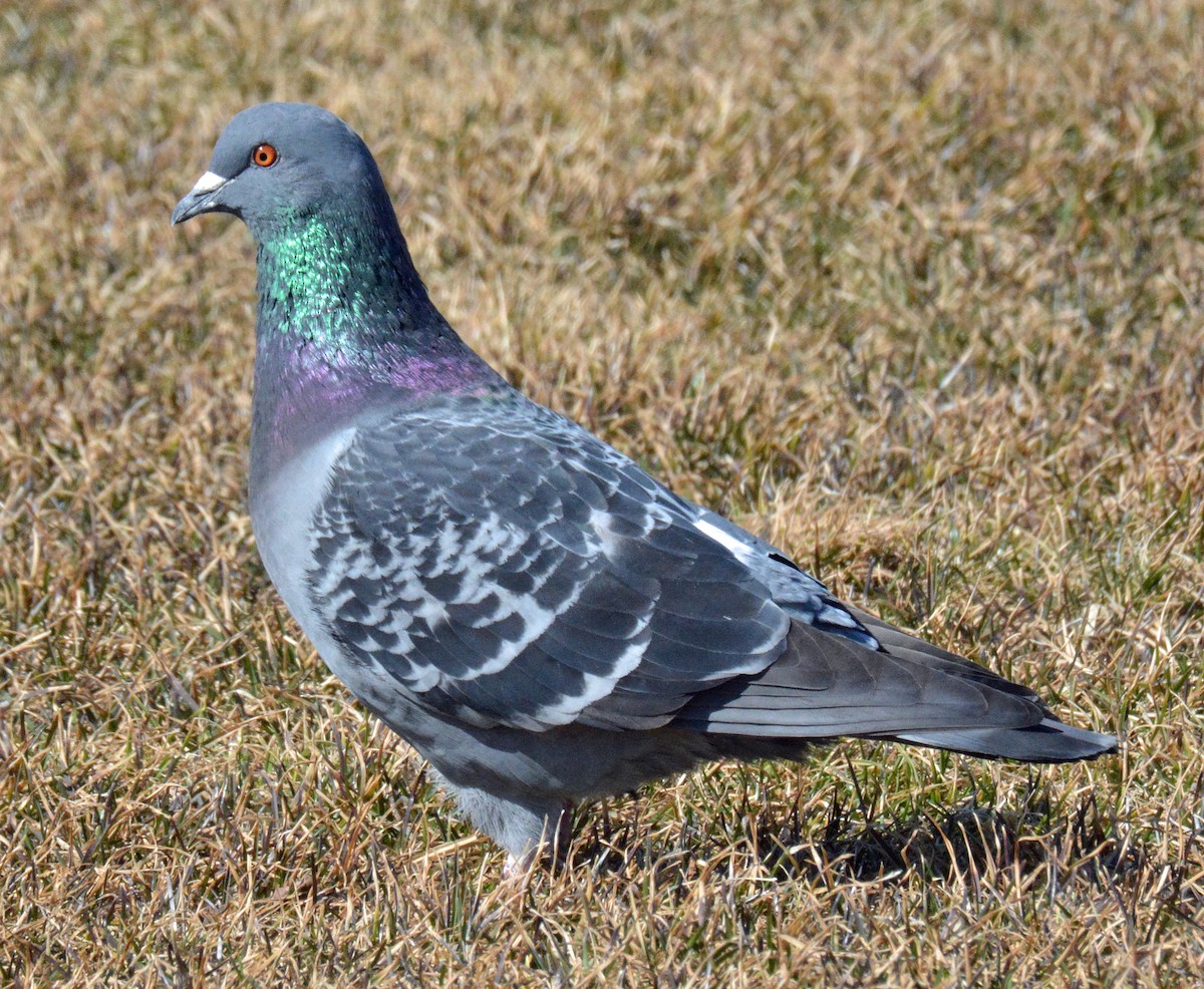 Rock Pigeon (Feral Pigeon) - ML550363141