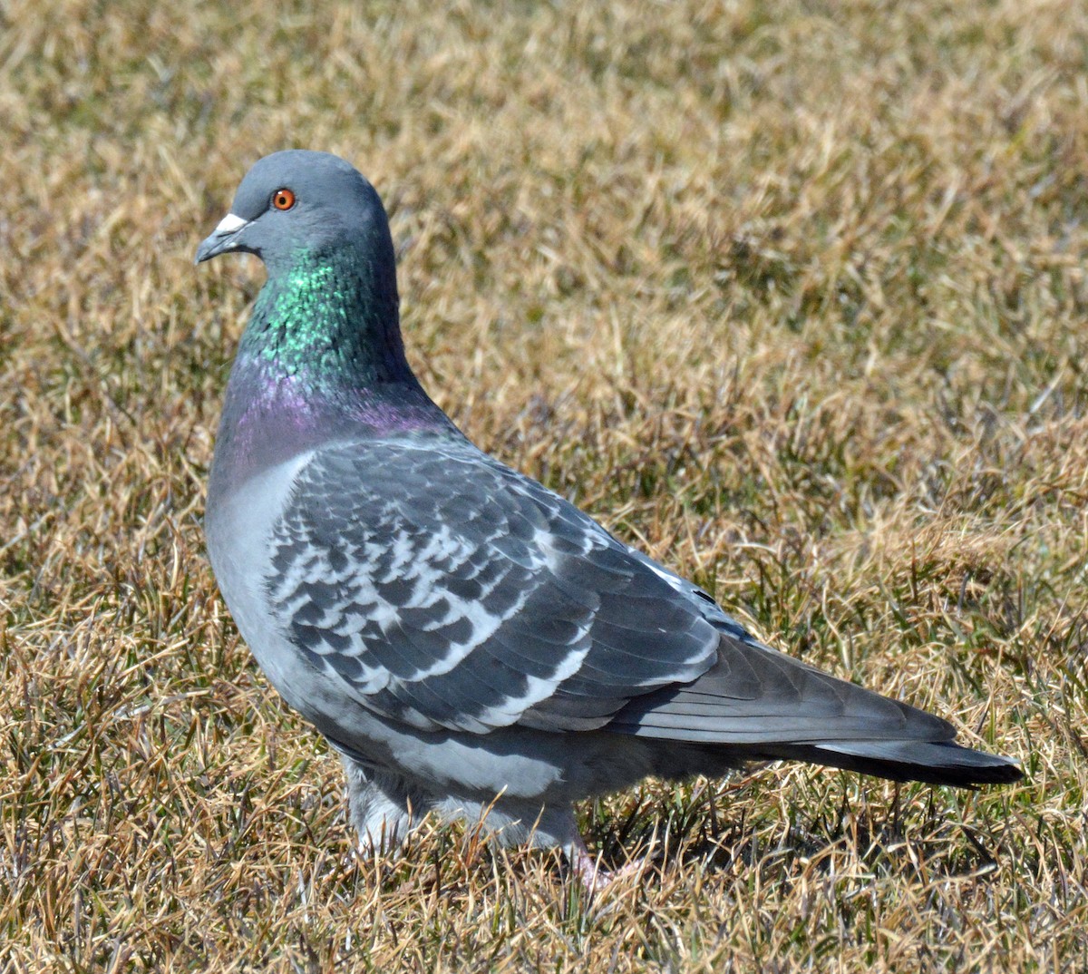 Rock Pigeon (Feral Pigeon) - ML550363151