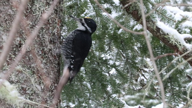 Black-backed Woodpecker - ML550363271