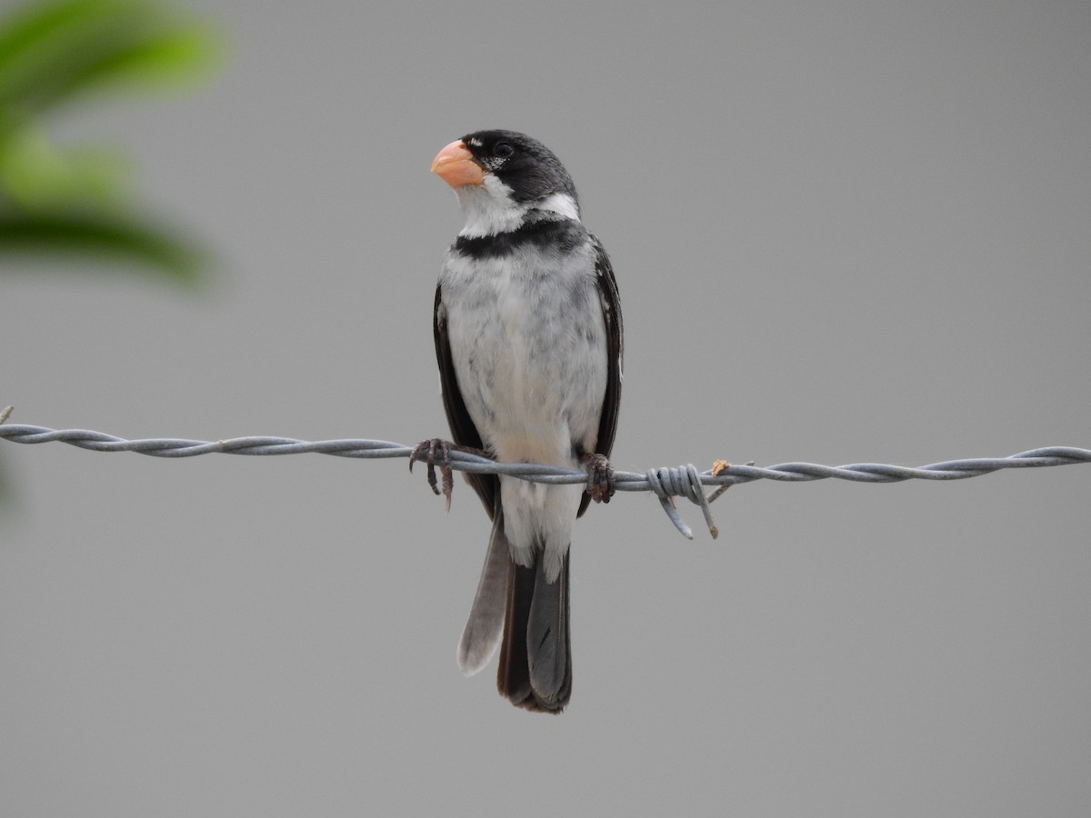 White-throated Seedeater - ML55036331