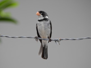  - White-throated Seedeater