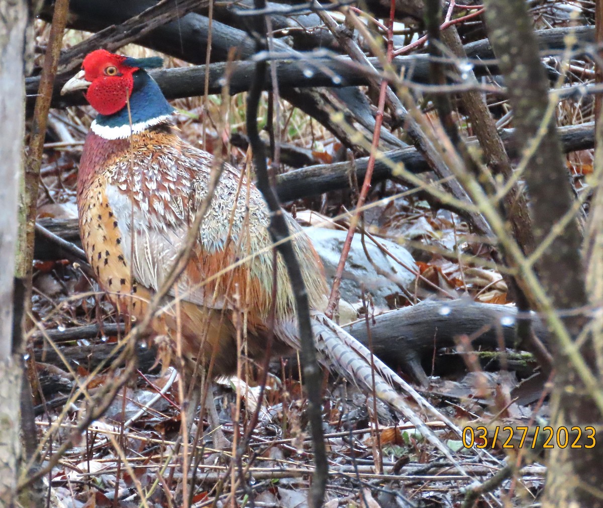 Ring-necked Pheasant - ML550363371