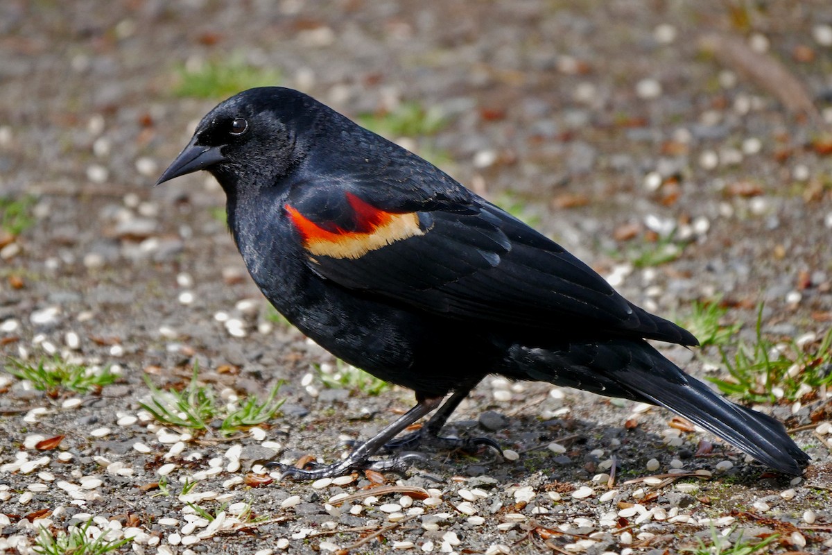 Red-winged Blackbird - Grace Oliver
