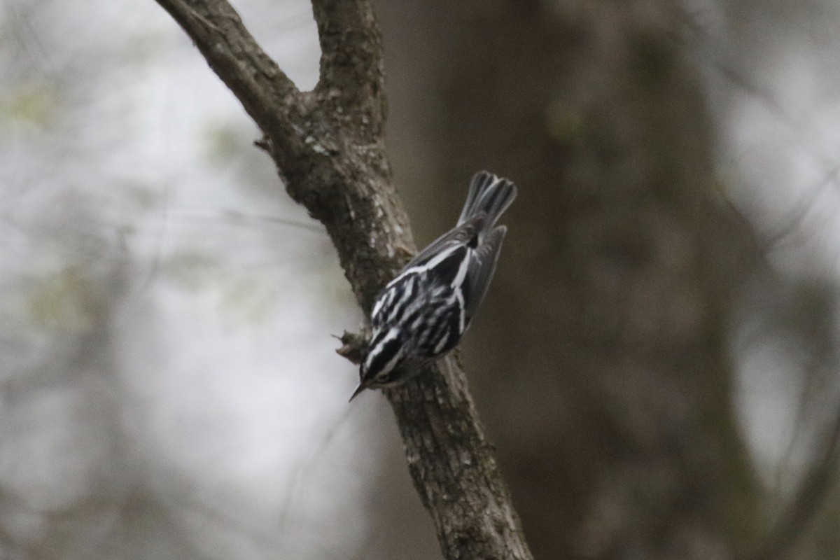 Black-and-white Warbler - ML550367501