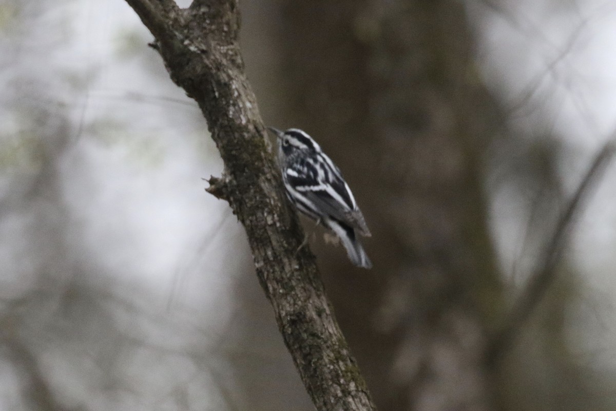 Black-and-white Warbler - ML550367521