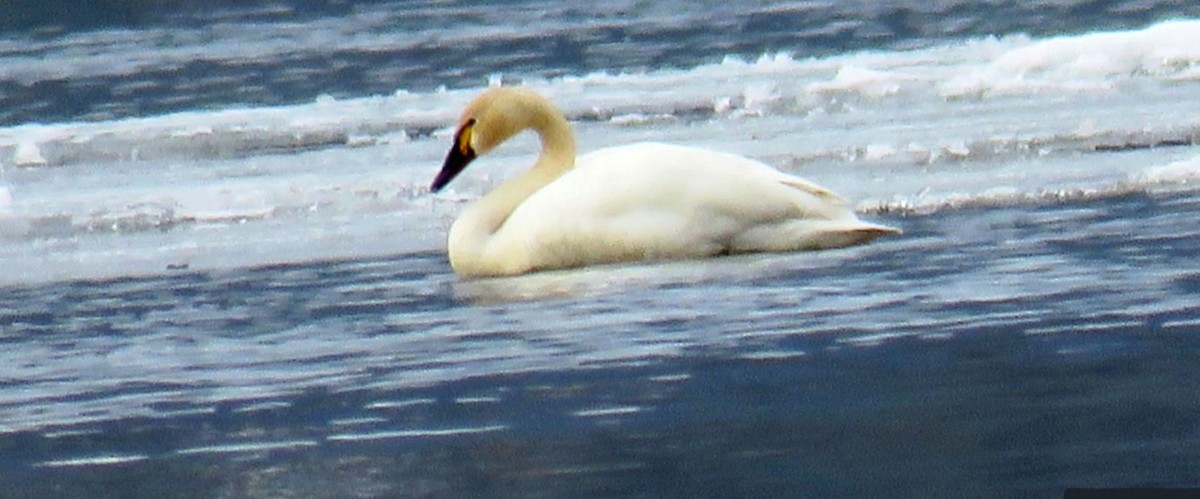 Tundra Swan - ML550369031