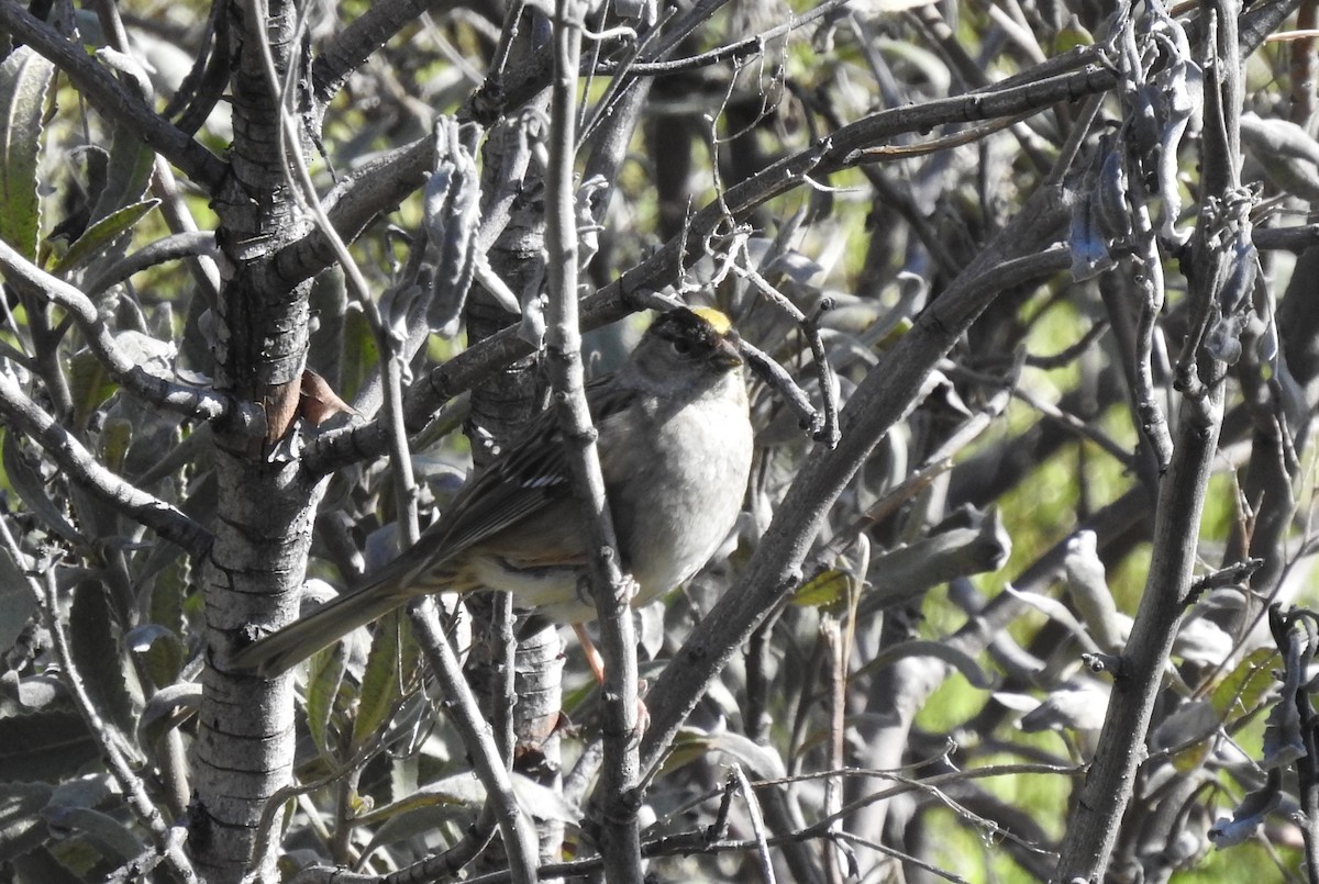 Golden-crowned Sparrow - ML550369661