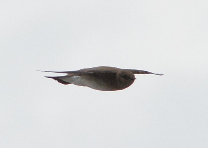 Northern Rough-winged Swallow - ML55037261