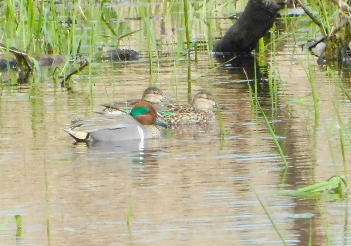 Green-winged Teal - ML550373351