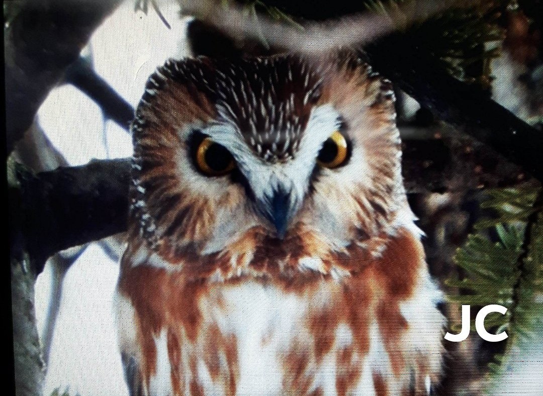 Northern Saw-whet Owl - Jacynthe Couture