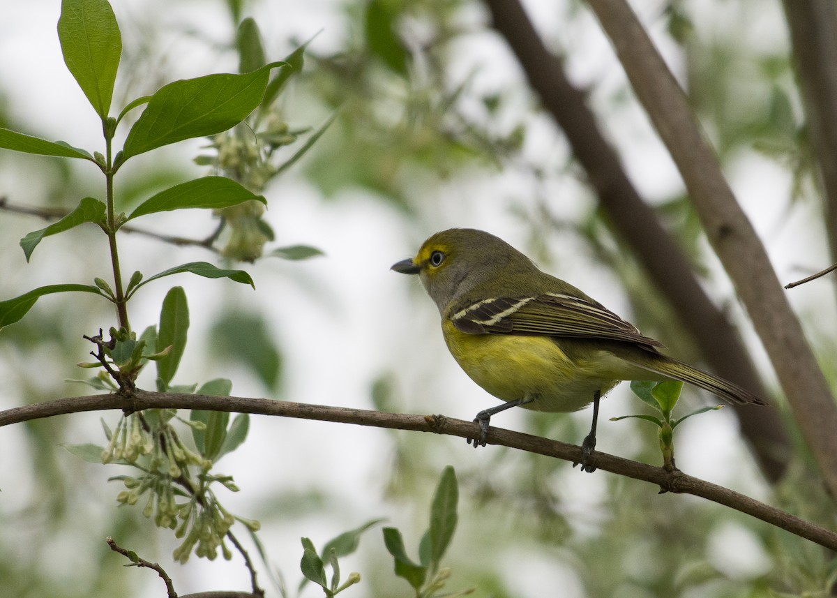 White-eyed Vireo - Sheila and Ed Bremer