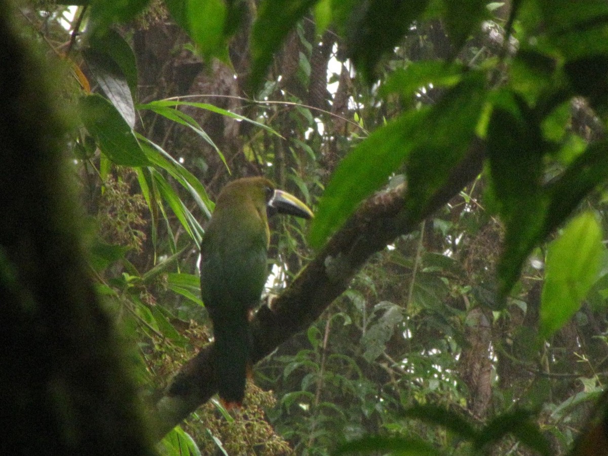 Northern Emerald-Toucanet - Suzanne Maillé COHL