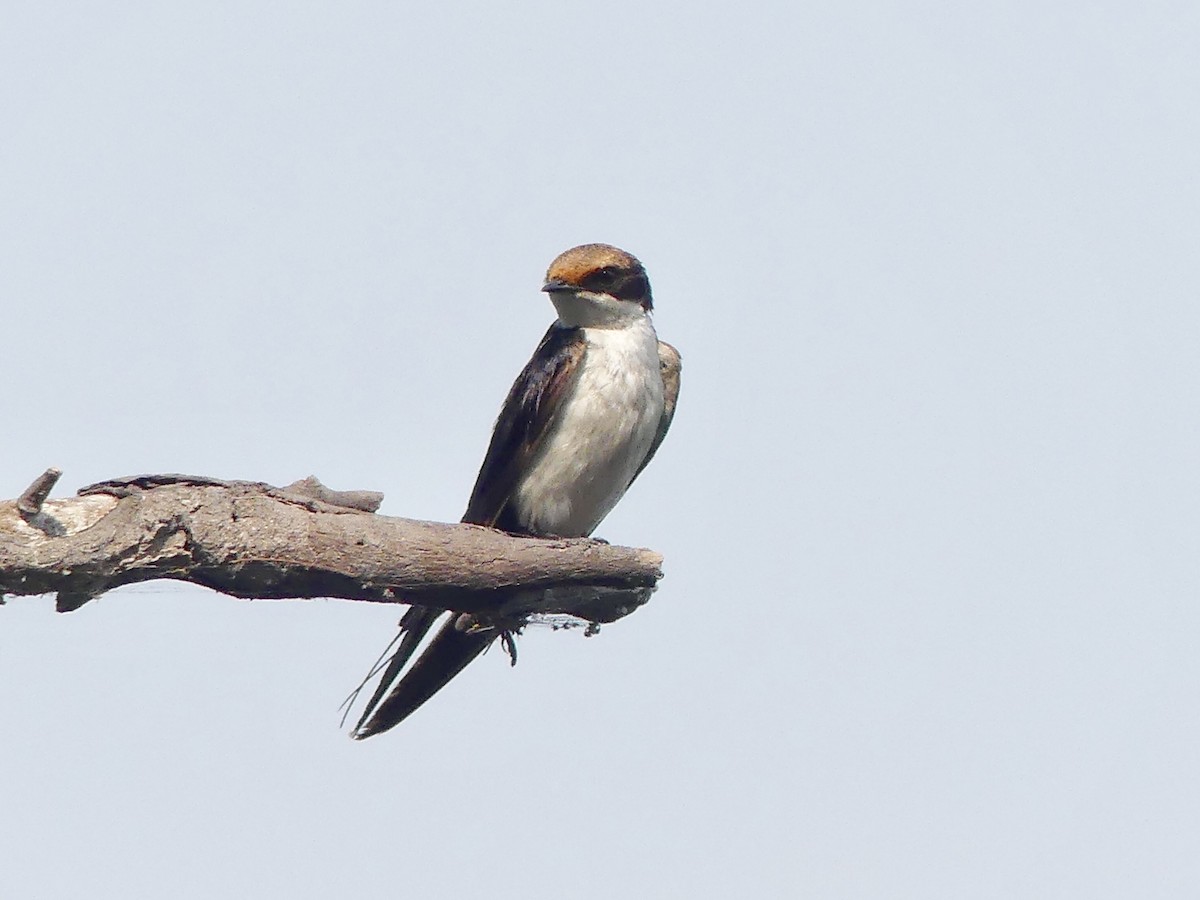 Wire-tailed Swallow - Sally Knight