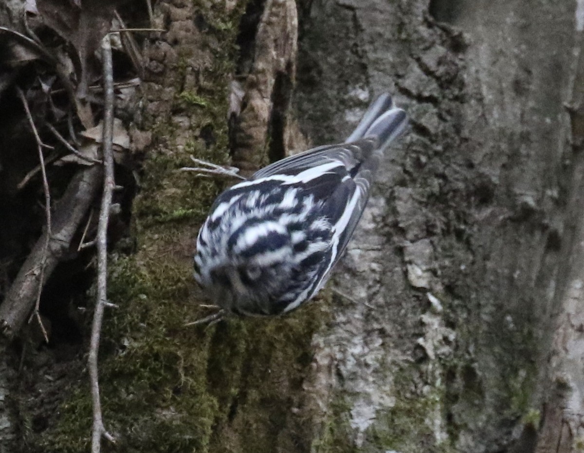 Black-and-white Warbler - ML550384381
