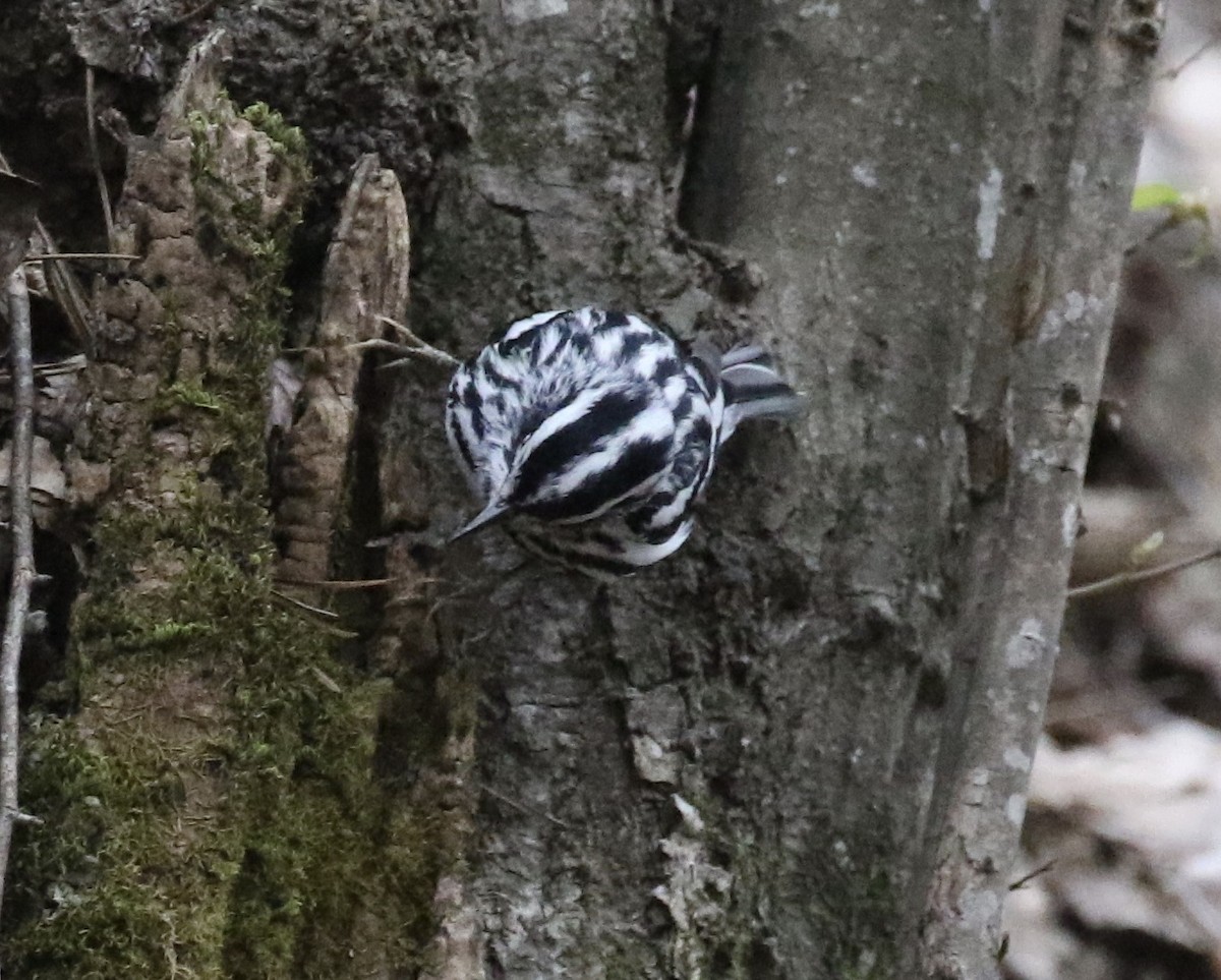 Black-and-white Warbler - ML550384391