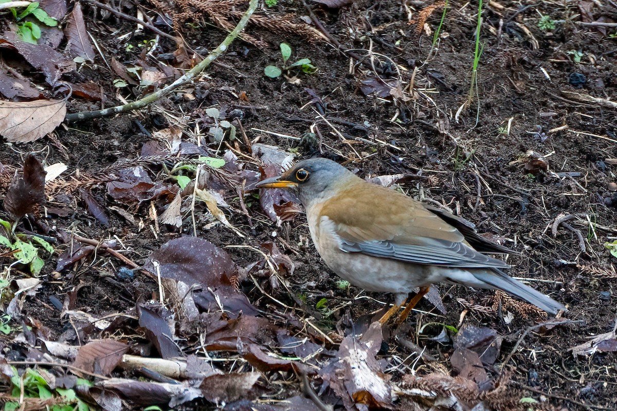 Pale Thrush - Gustino Lanese