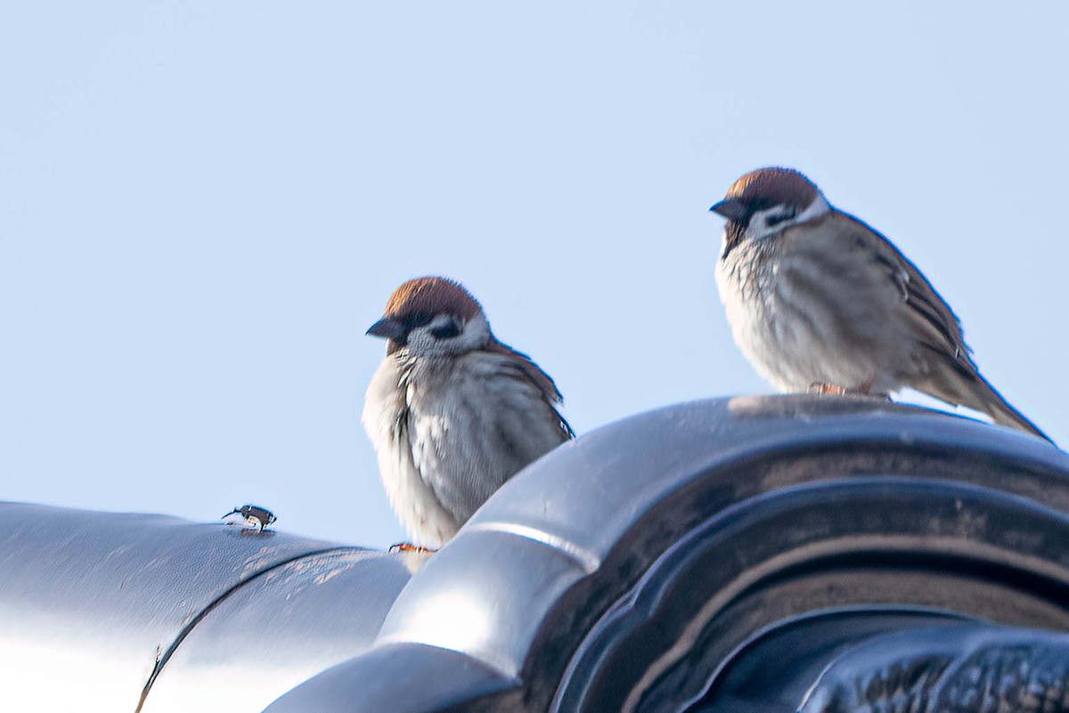 Eurasian Tree Sparrow - ML550388051