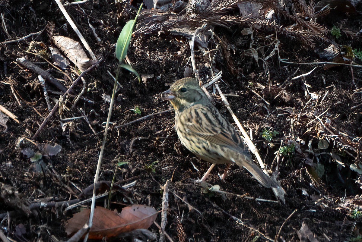 Masked Bunting - ML550388121