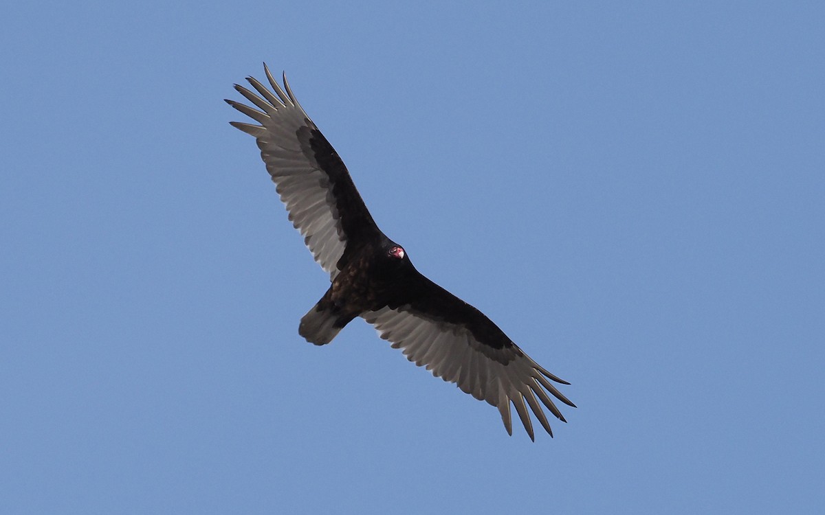 Turkey Vulture - ML550390601