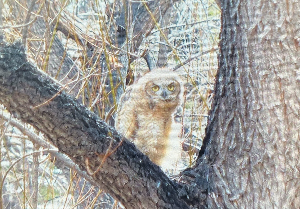 Great Horned Owl - ML550395951