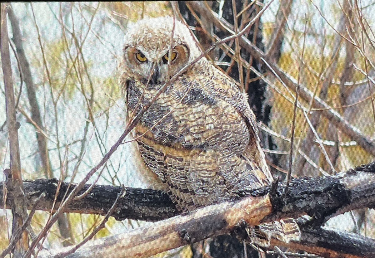 Great Horned Owl - ML550395961