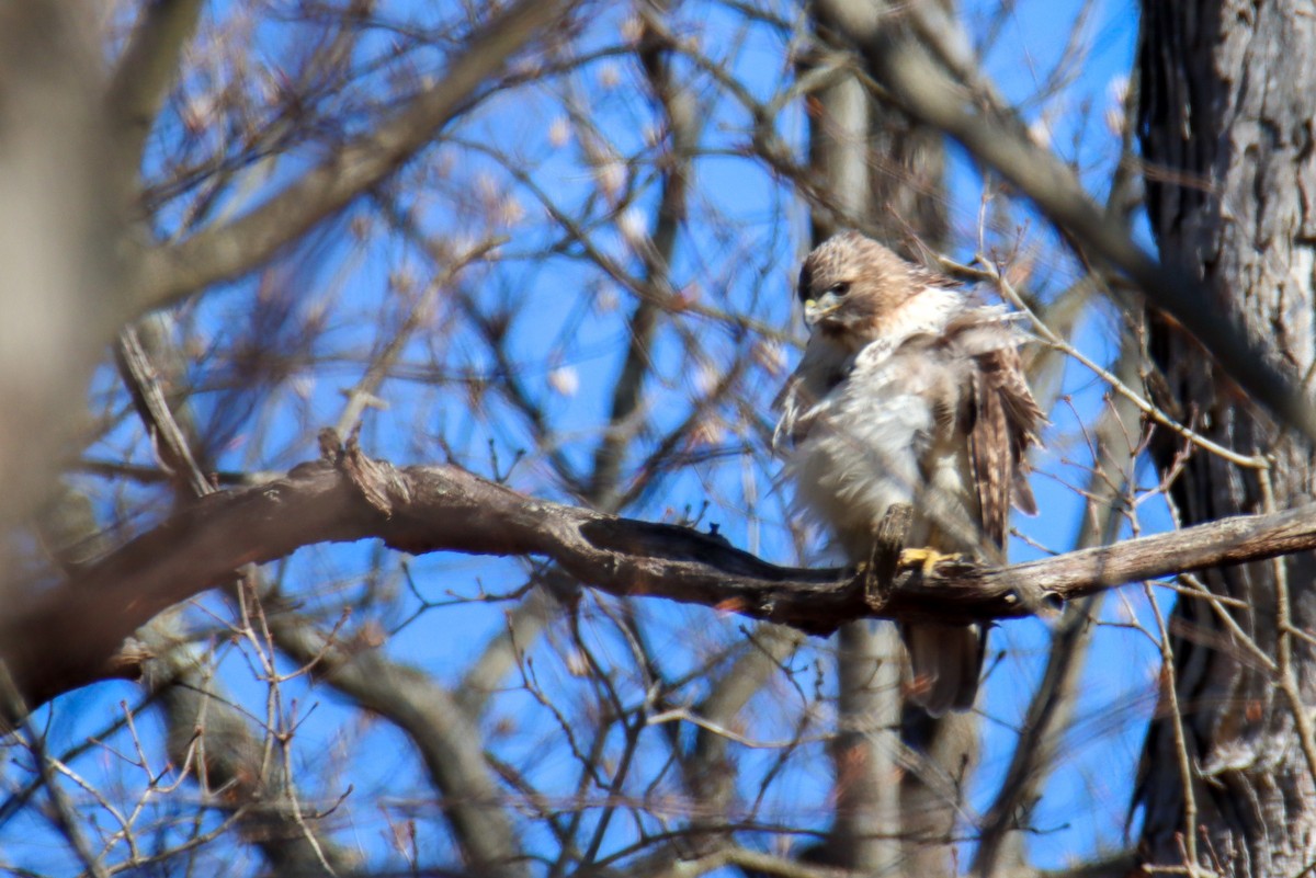 Red-tailed Hawk - ML550399161