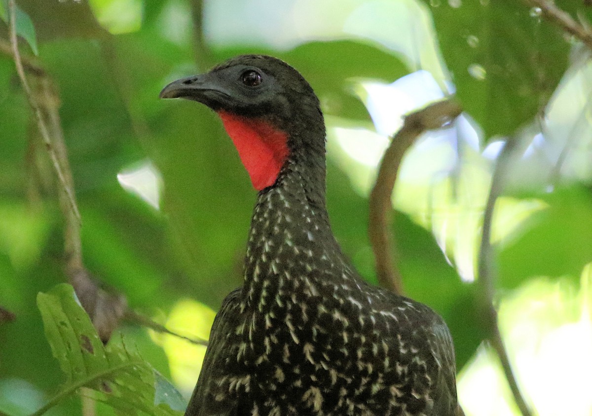 Crested Guan - ML550400261