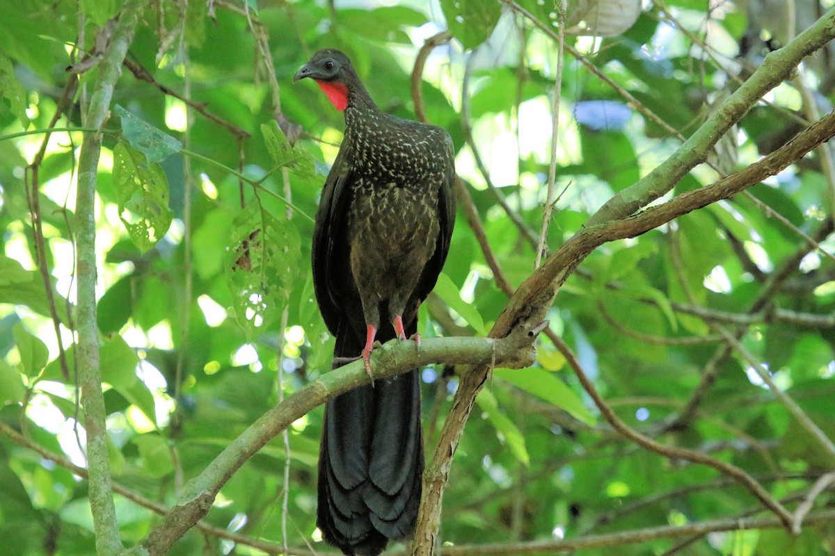 Crested Guan - ML550400301