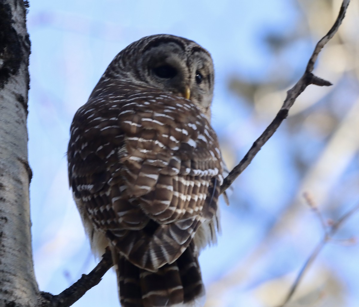 Barred Owl - ML550400311
