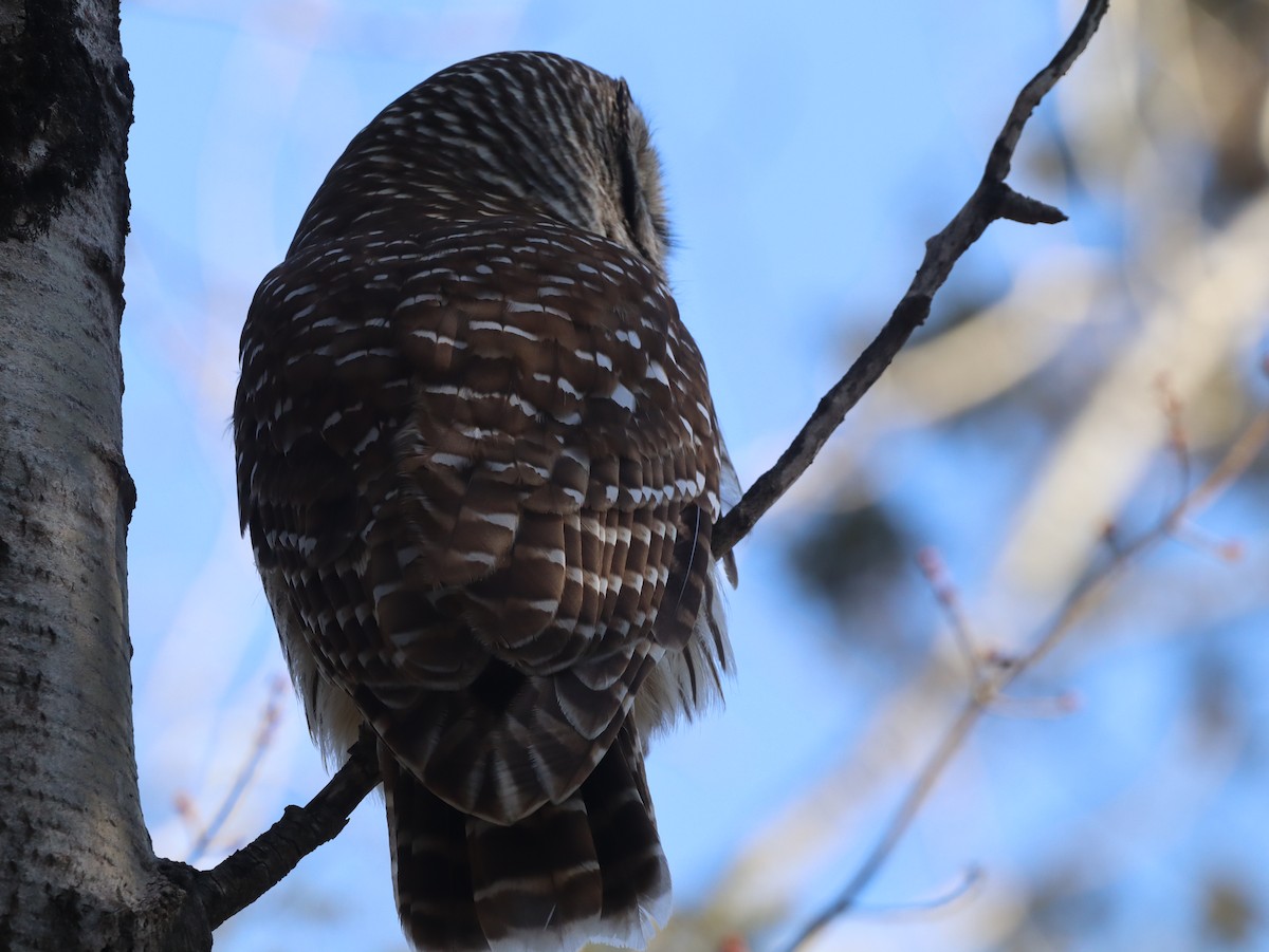 Barred Owl - ML550400321