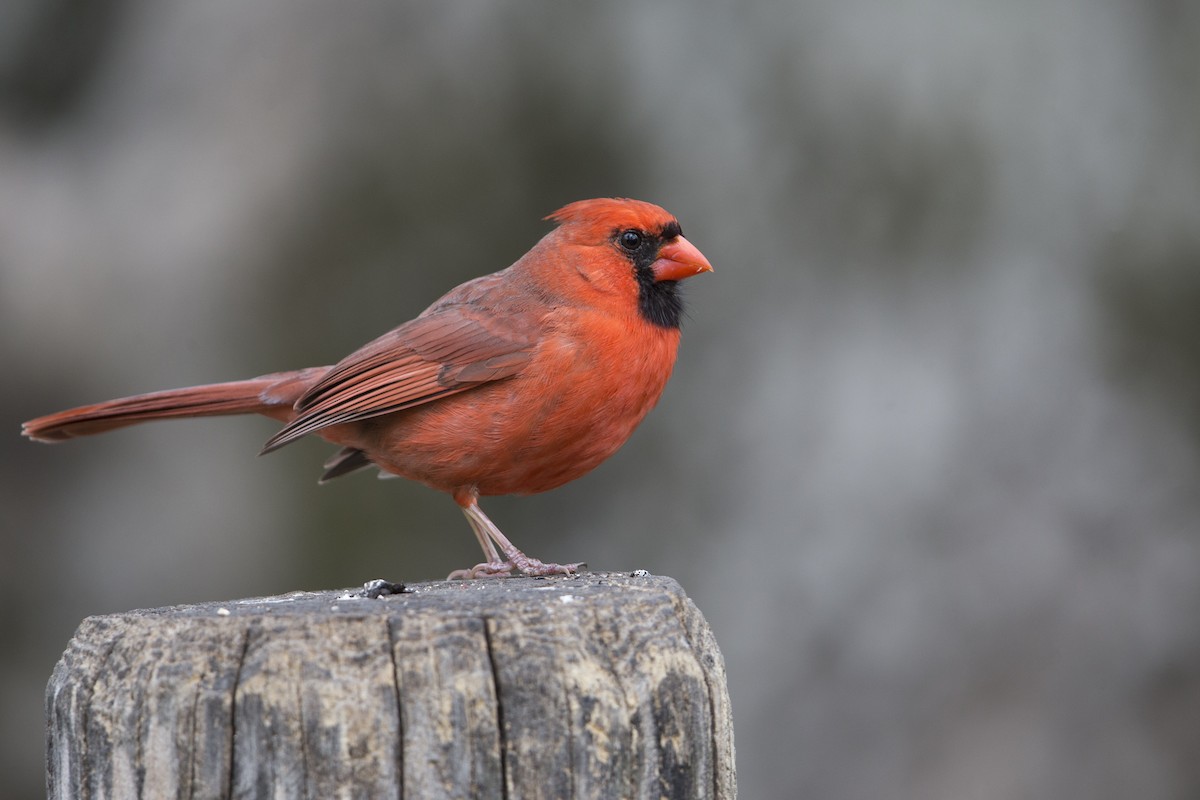Northern Cardinal (Common) - ML550401861