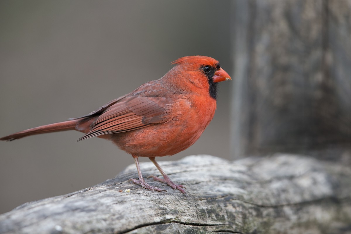 Northern Cardinal (Common) - ML550401871