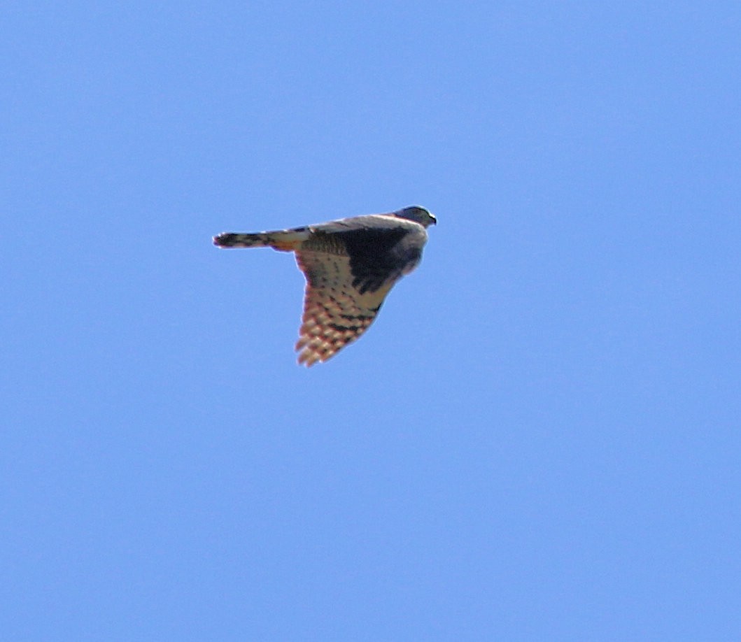 Double-toothed Kite - ML550402241
