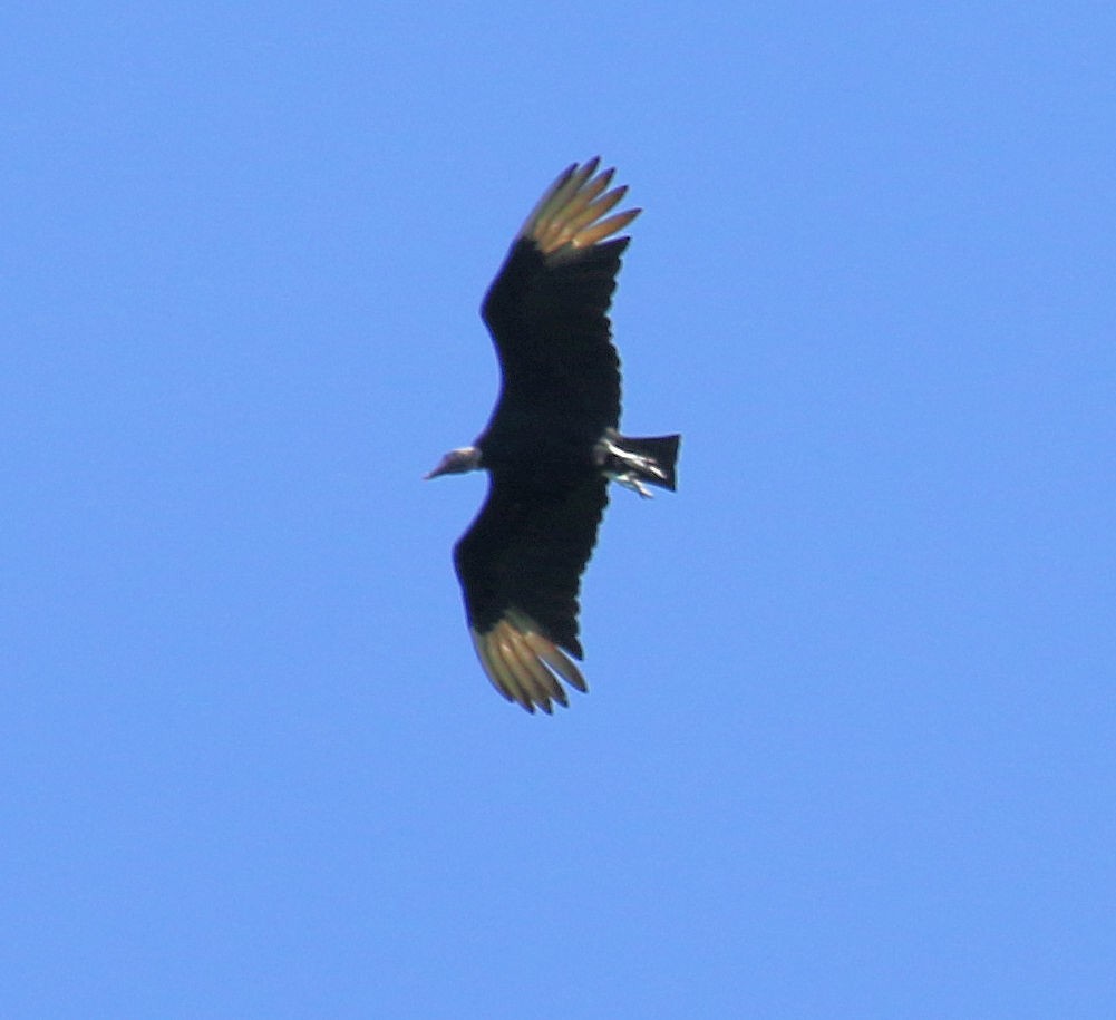 Black Vulture - ML550404351