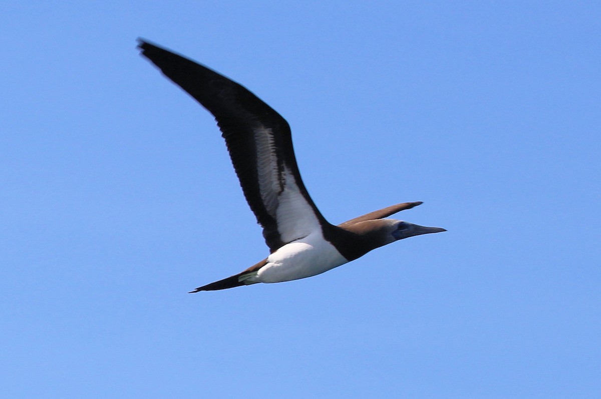 Brown Booby - ML550405181