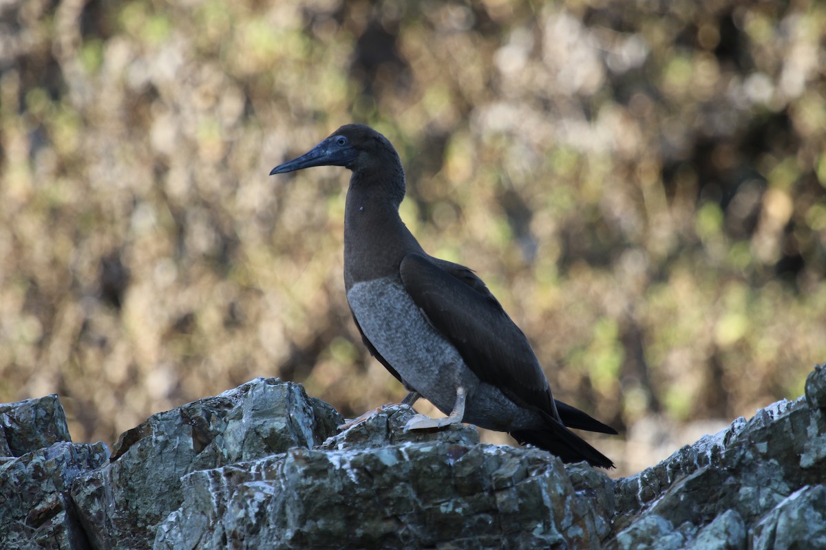Brown Booby - ML550405901