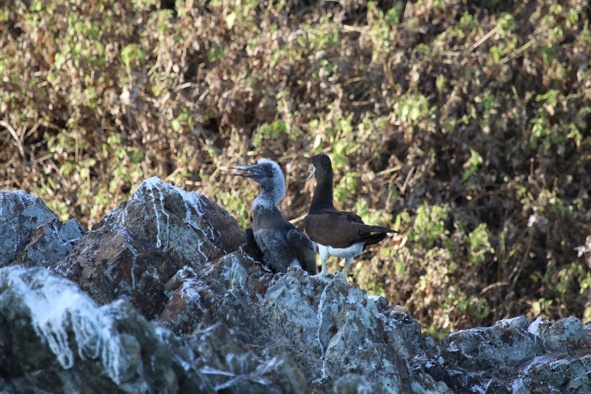 Brown Booby - ML550406711