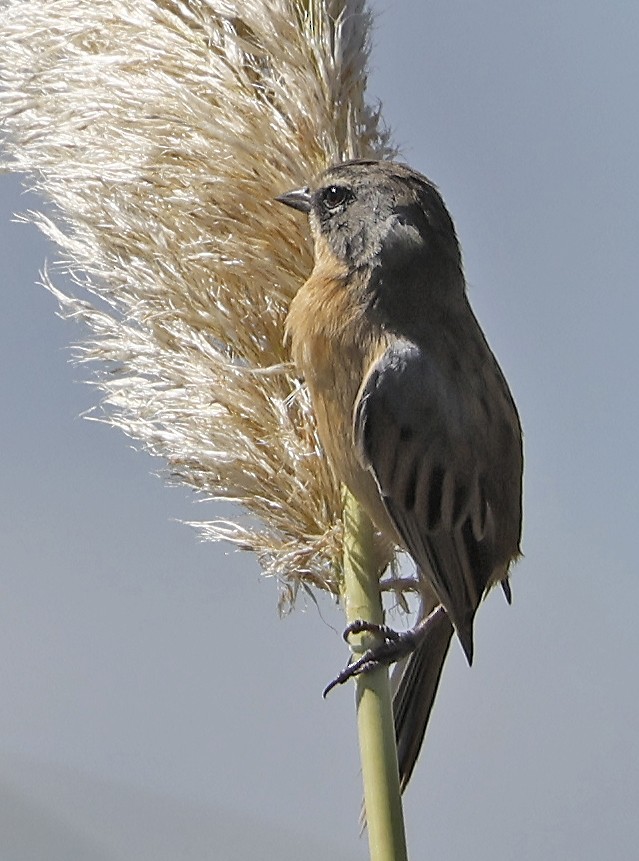 Long-tailed Reed Finch - ML550409471
