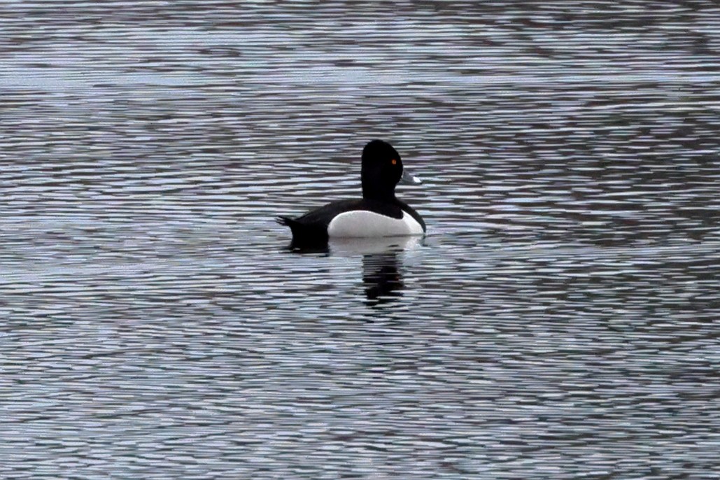 Ring-necked Duck - ML550409501