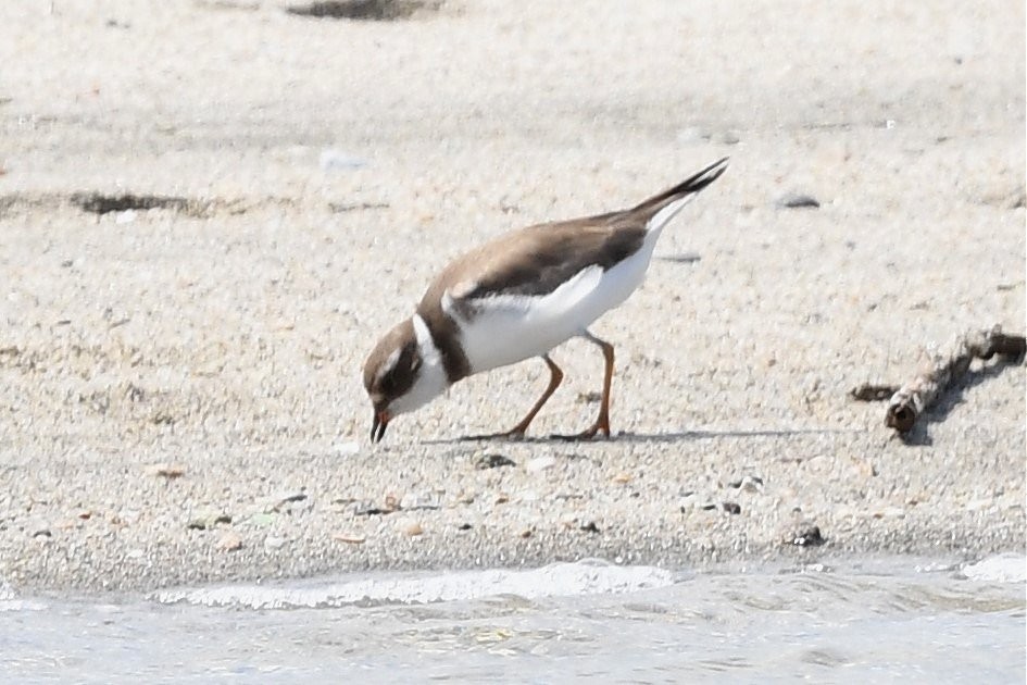 Collared Plover - ML550409671