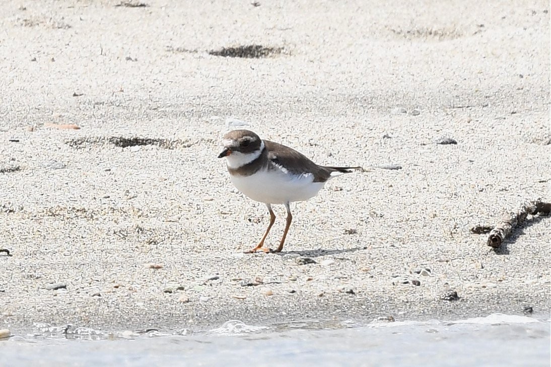 Collared Plover - ML550409691