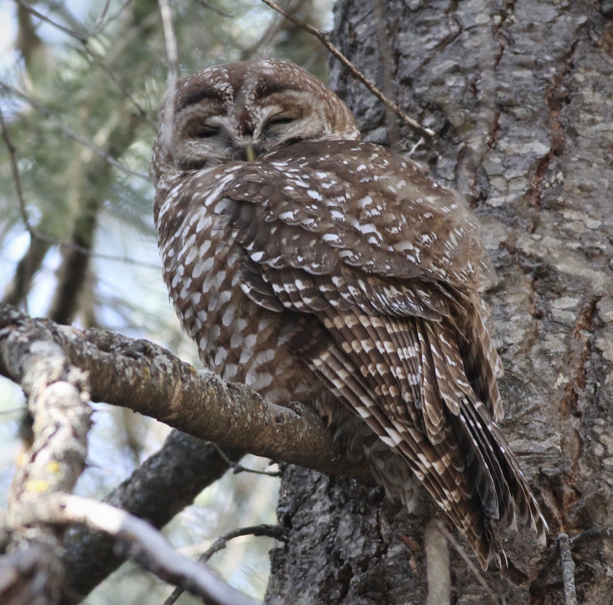 Spotted Owl - ML550410741
