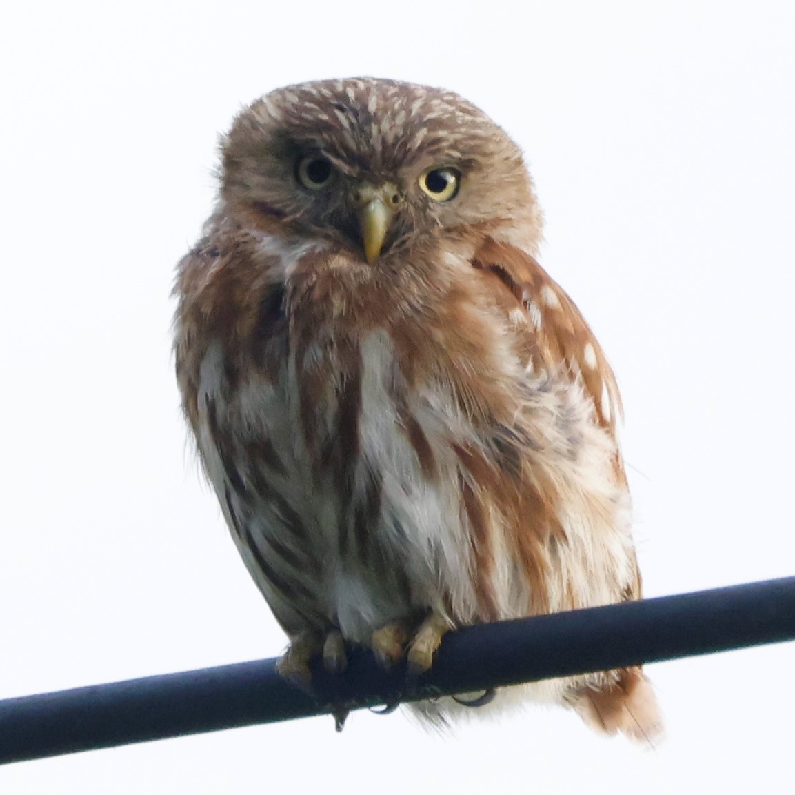Peruvian Pygmy-Owl - ML550411101